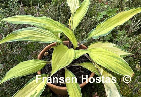 Hosta Lipstick Kiss